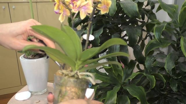Обработка новых орхидей / Желтеющий листочек, что это может быть? / Крепко сидит в горшке... смотреть онлайн