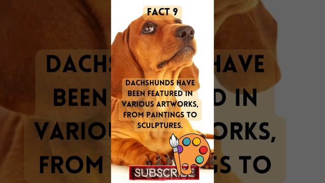 Fabulous Dachshunds: 9 The Extraordinary Weiner Dogs! #dog  #dachshund  #weinerdog  #dogs  #pets