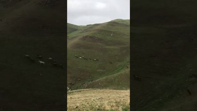 Дахадаевский район село Санакари,табун лошадей...