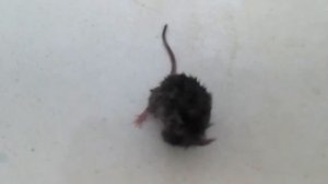 Мышь упала в ванную. wet mouse.