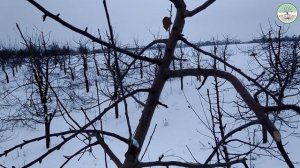 Обрезка яблони зимой. Обрезка центрального проводника. Обрезка яблони веретено. Подвой мм 106.