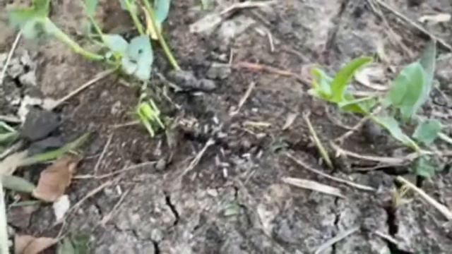 Шёл 10-й день РЖД в Краснодаре смотреть онлайн