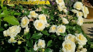 Цветение роз Ла Мари, Лав Сонг, Леди Романтика, Леа Ренессанс, Лиола, Лионс Роуз????