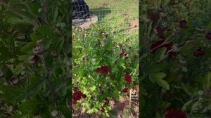Корейские хризантемы, как укрыть на зиму?? ?
