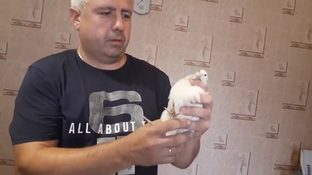 Как определить пол у перепелов. Какие породы перепелов. Как отличить самку от самца.