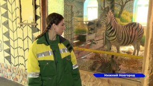 В нижегородском зоопарке Лимпопо родился детеныш в семействе зебр Чапмана