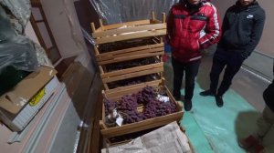 Древний способ хранения Винограда!!!Фергана!!!Узбекистан!!!