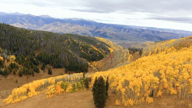 Dan Gibson’s Solitudes - In the Pines | Moose Country смотреть онлайн