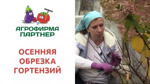 ОСЕННЯЯ ОБРЕЗКА ГОРТЕНЗИЙ