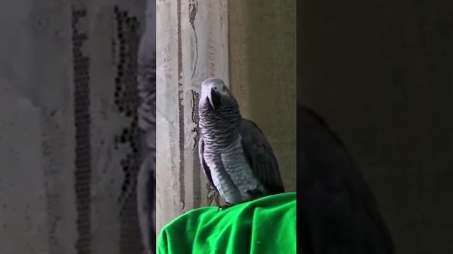 считает как старый бухгалтер на счетах.