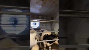 Как должна работать вентиляция в коровнике? Показываем на практике.