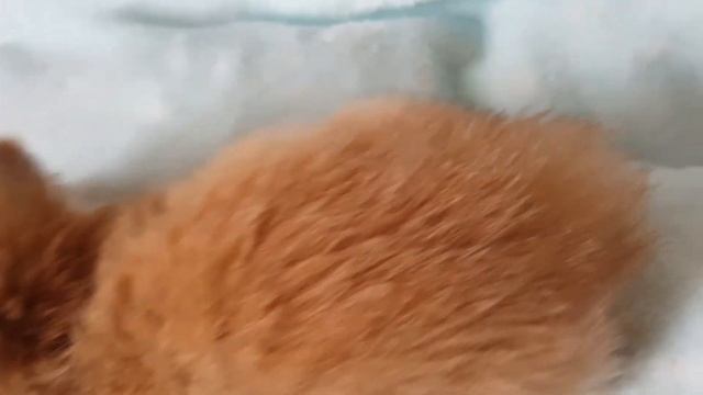 Золотая шиншилла. Котенок.