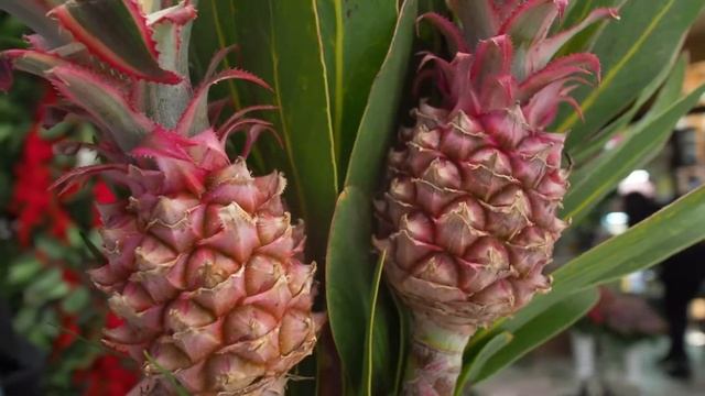 Ранункулюс, анемона и протея. Цветы, которые вашей женщине вряд ли дарили смотреть онлайн