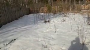 Продаем маленьких поросят венгерская мангалица.