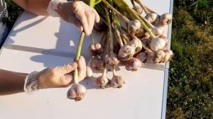 Когда выкапывать чеснок Признаки созревшего чеснока