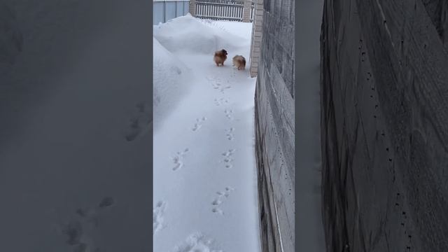 С мамой и папой гулять весело! Немецкий шпиц