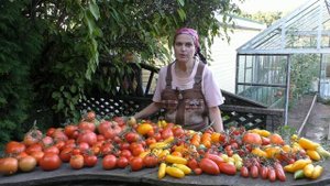 Урожайные томаты для средней полосы