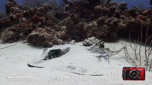 Olympus + Backskatter: TG-6 4K Underwater Test Footage смотреть онлайн