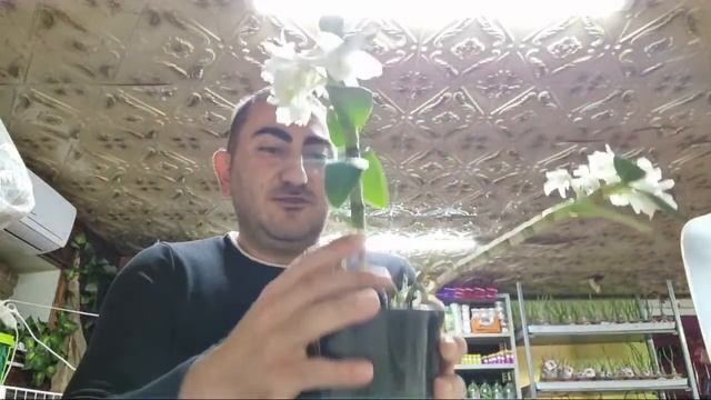 Пересадка КАТЛЕИ! И Просто Поболтаем. смотреть онлайн