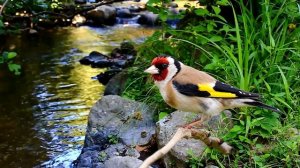 Щегол - Пение щегла Goldfinch Chardonneret