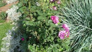 Уникальная плетистая роза БЕЗ ШИПОВ!!! Сорт Вартбург Где купить