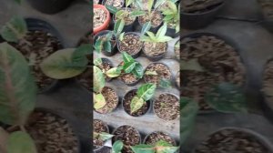 harga aglaonema koleksian//Fahri Rawa Belong nursery