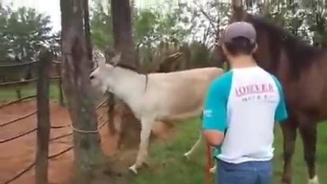 жеребец засадил лошадки смотреть онлайн