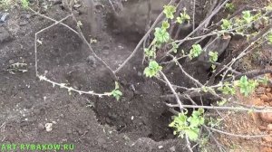 Смородина. ПЕРЕСАДКА И ОМОЛОЖЕНИЕ СМОРОДИНЫ.