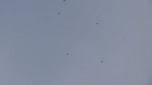 Полеты голубей 20.01.17 (Сизые белохвостые)