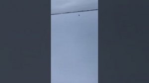 Палатка полар бёрд фемели