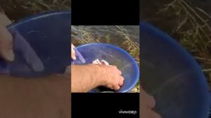 Самый простой маринад для САЗАНА на мангале/отдых на природе