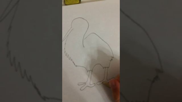 Урок рисования. Как нарисовать птицу киви ?
