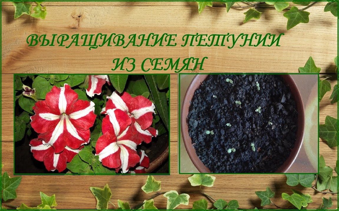 Проект петуния от семечки до цветка
