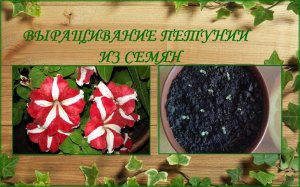 Выращивание рассады петунии. Петуния из семян - от посева до цветения