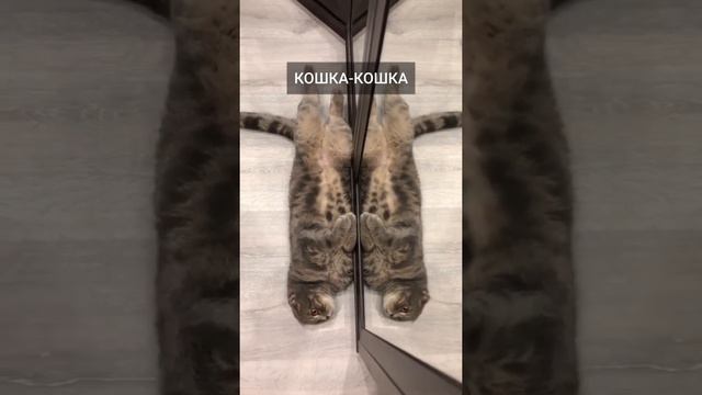 Кошачий характер смотреть онлайн