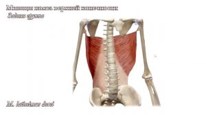 M. latissimus dorsi, широчайшая мышца спины