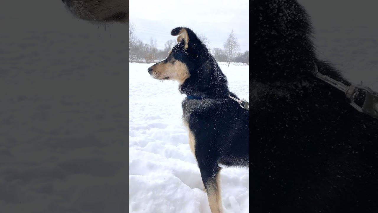 Маленькая Печенька из приюта #возьмисобакуизприюта #возьминепокупай