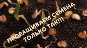 Наш способ проращивания семян томатов. //method of sprouting tomato seeds