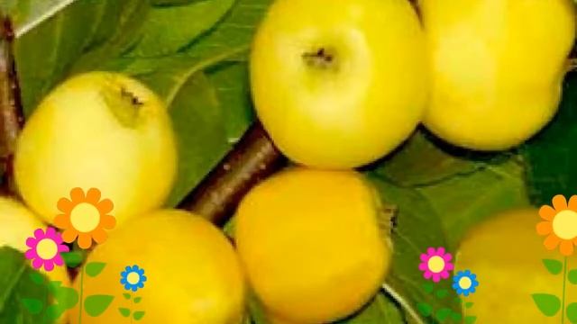 Яблоня домашняя Китайка золотая ранняя. Краткий обзор, описание характеристик, где купить саженцы смотреть онлайн