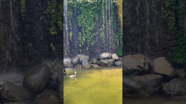 Black swan family at Aquatic park🦢 #shortvideo #trending #viral