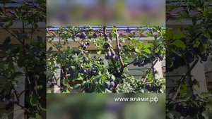Роза Принцесса Маргарет и Сливы в Подмосковье