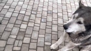 САМЫЙ СОЧНЫЙ ШАШЛЫК из ГОВЯЖЬЕЙ ПЕЧЕНИ в ЖИРОВОЙ СЕТКЕ на МАНГАЛЕ