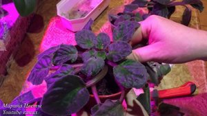 Восстановление увядших фиалок. Реанимация Восстановление к новой жизни !