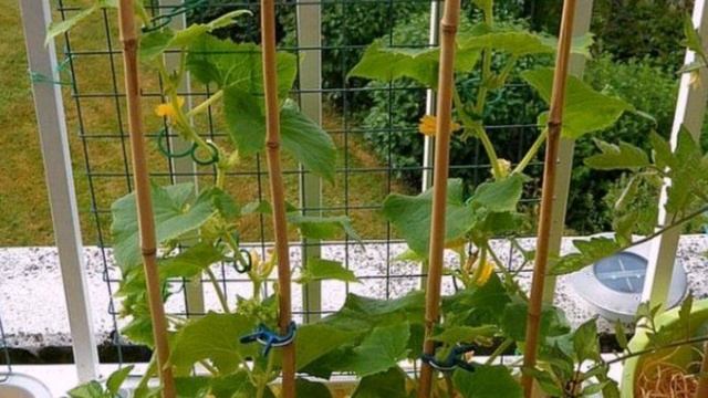 Огурцы на балконе – забытая технология выращивания смотреть онлайн