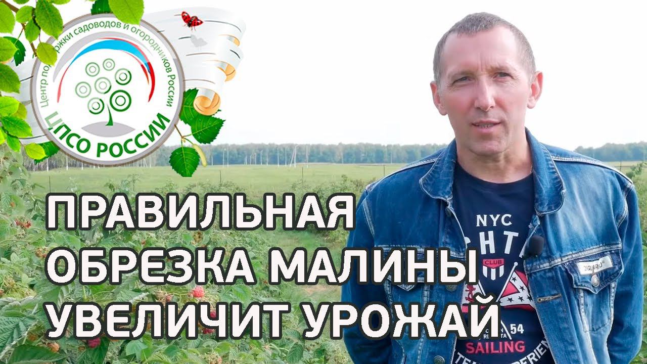 Нельзя выращивать два урожая малины. Как получить большой урожай ремонтантной малины.
