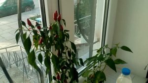 Домашний перец "огонек"