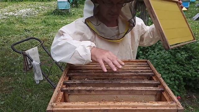 Пчеловодство№58 Как посадить промежуточный рой. смотреть онлайн