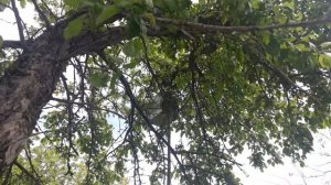 Снимаем рой. Роевня на шесте ( роение, пчеловодство )