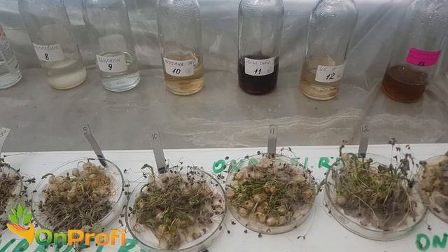 Замачивание и проращивание семян в различных препаратах. Сравнение.