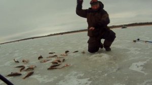 Ладога. Раздача окуня на балансир. Лигово 08.02.2020. Зимняя рыбалка. Ловля окуня